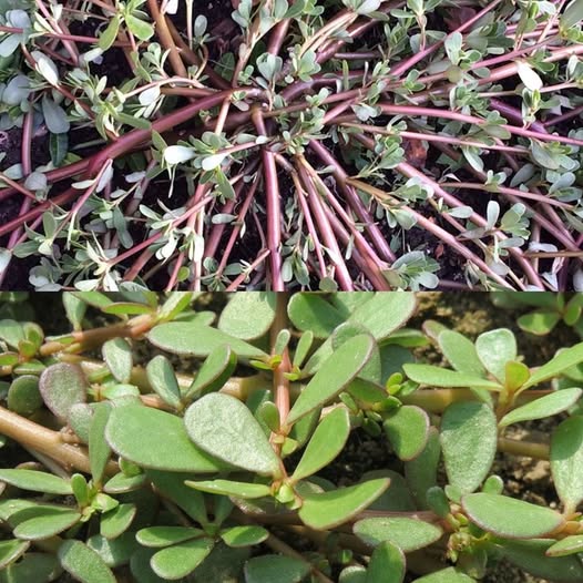 Many people walk past this plant without realizing how remarkable it is...
