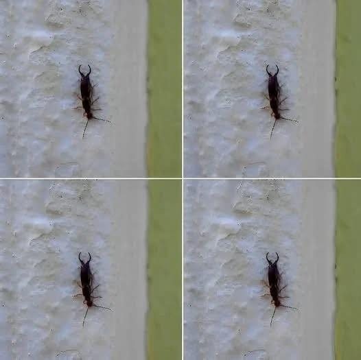 If you have found this insect in your home, it’s a sign that you need to...