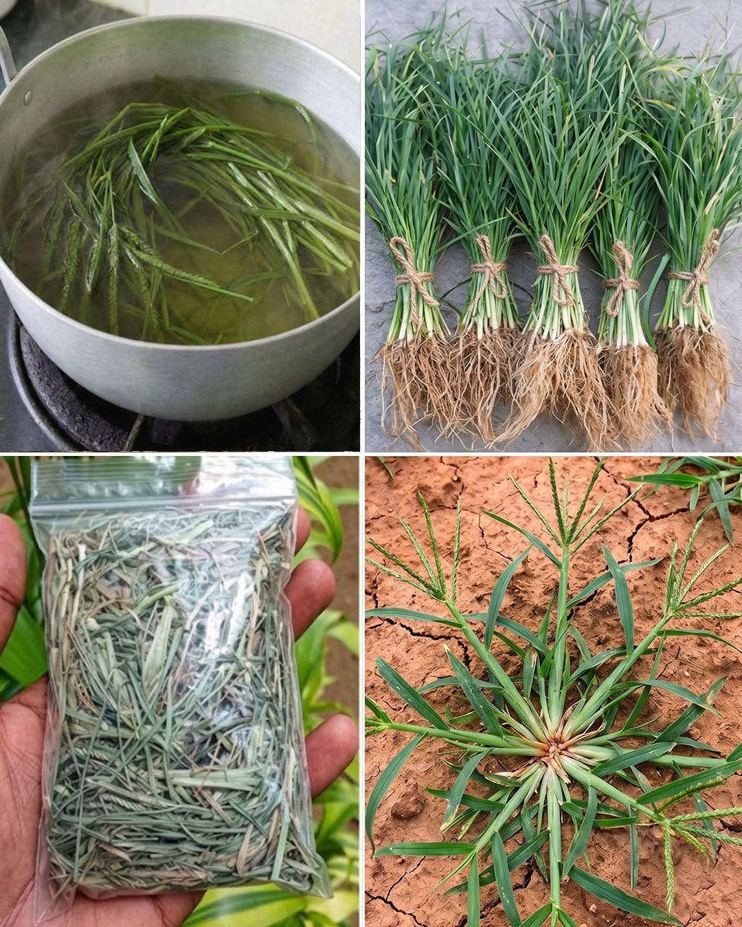 This Common Plant Has Been Used in Traditional Practices for Generations