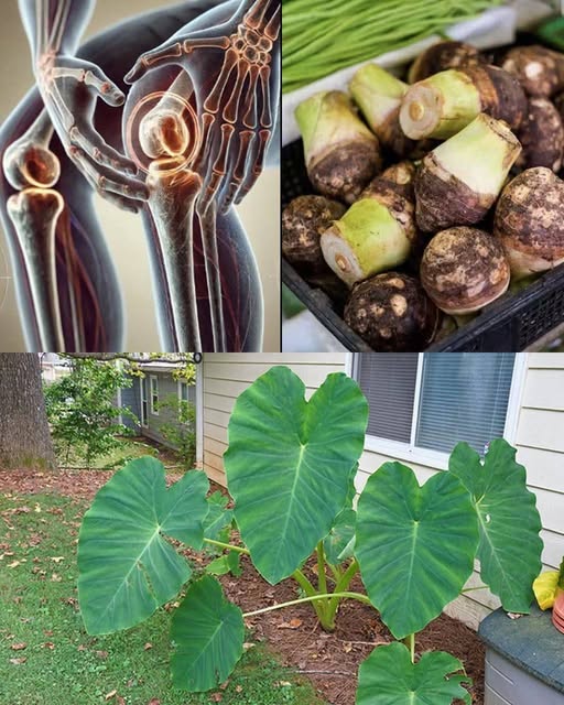 Most people don't know how powerful this taro root is...