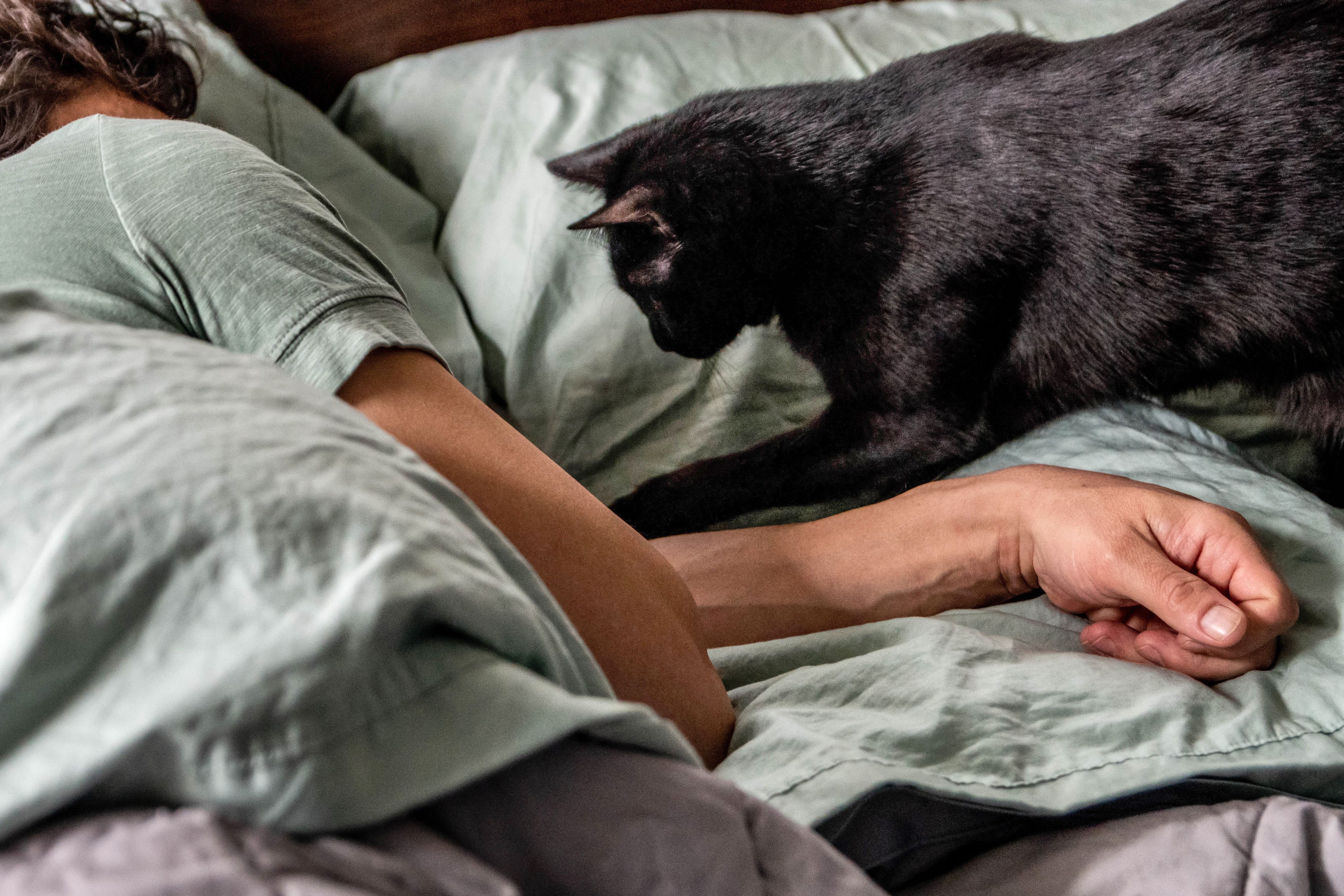 If your cat wants to sleep in your bed, the reason might surprise you...
