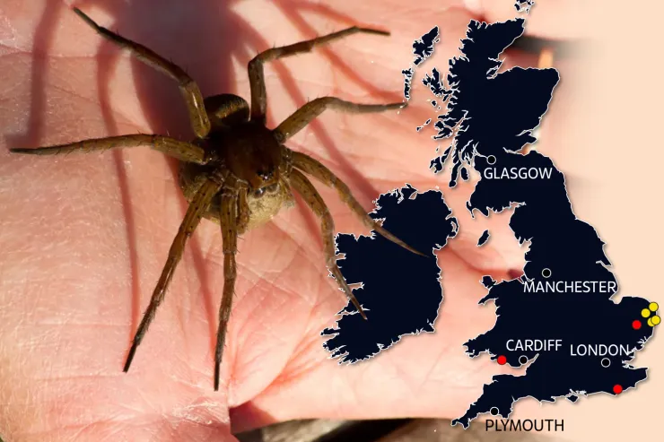 Did you know: When a Spider visits your home it's a sign of...