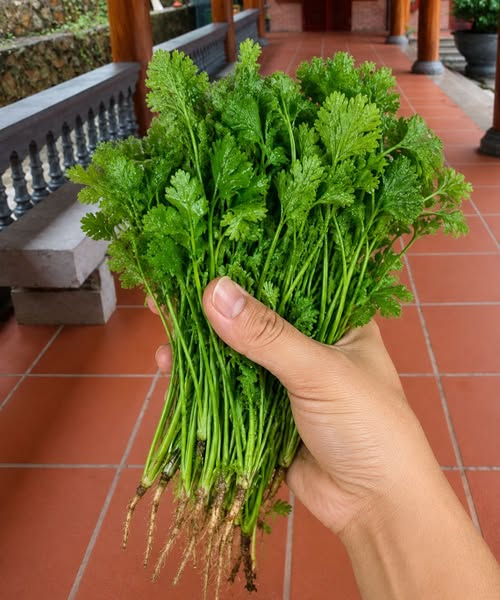 What happens when cilantro becomes part of your diet? Here are some interesting facts.