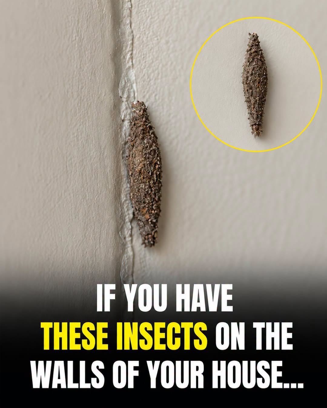 Have You Seen These Insects on Your Walls? Here's What to Know...