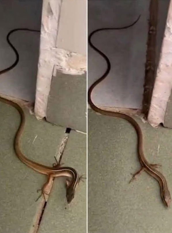 If you spot this snake near your house, there may be a few practical reasons behind it...
