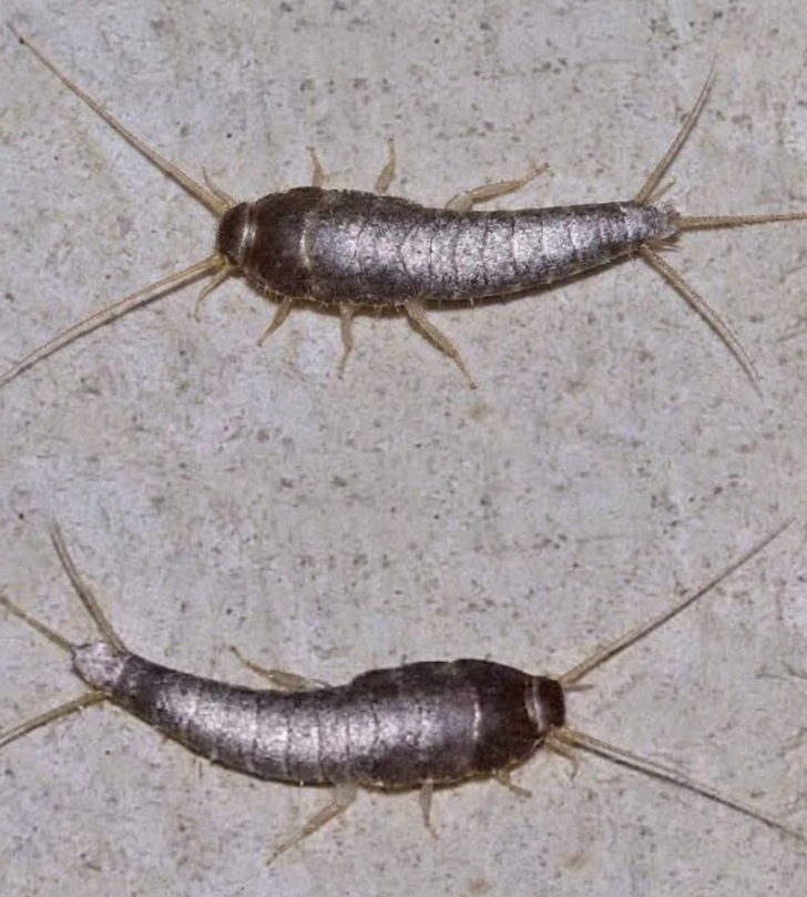 Have You Ever Seen This Animal Around Your House?