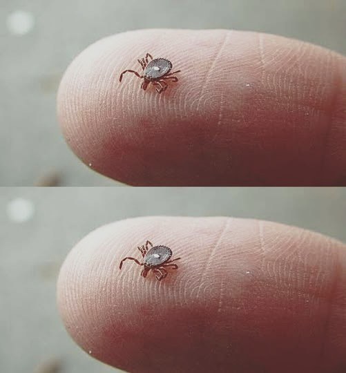 The Small Spotted Parasite You Should Know About and What to Do After a Bite - Likya