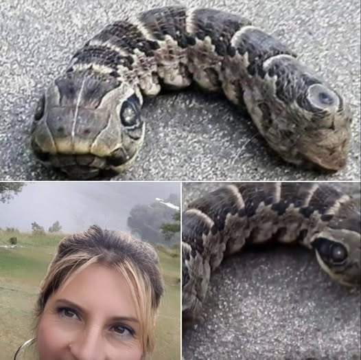 Local Woman Spots Unusual Snake-Like Creature in Backyard - Likya