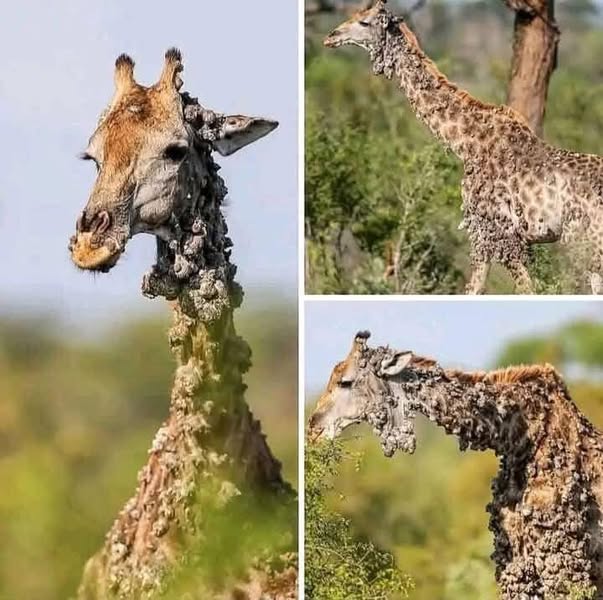 This giraffe left photographer speechless, then sad truth is revealed