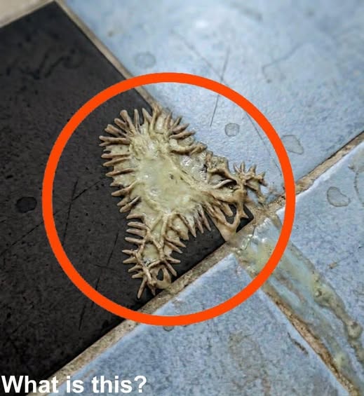 Unidentified Object Discovered in Bathroom, Puzzling Residents for an Hour