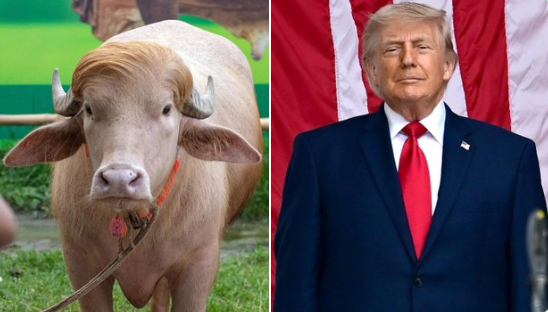 Trump lookalike buffalo spared in Bangladesh after last-minute government intervention