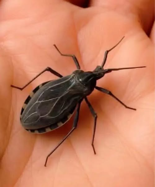 If you see this animal in your house, you should be very careful because...see more👇