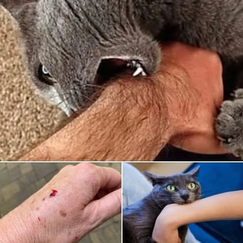 If the cat bites you, here’s what it really means - Recipes