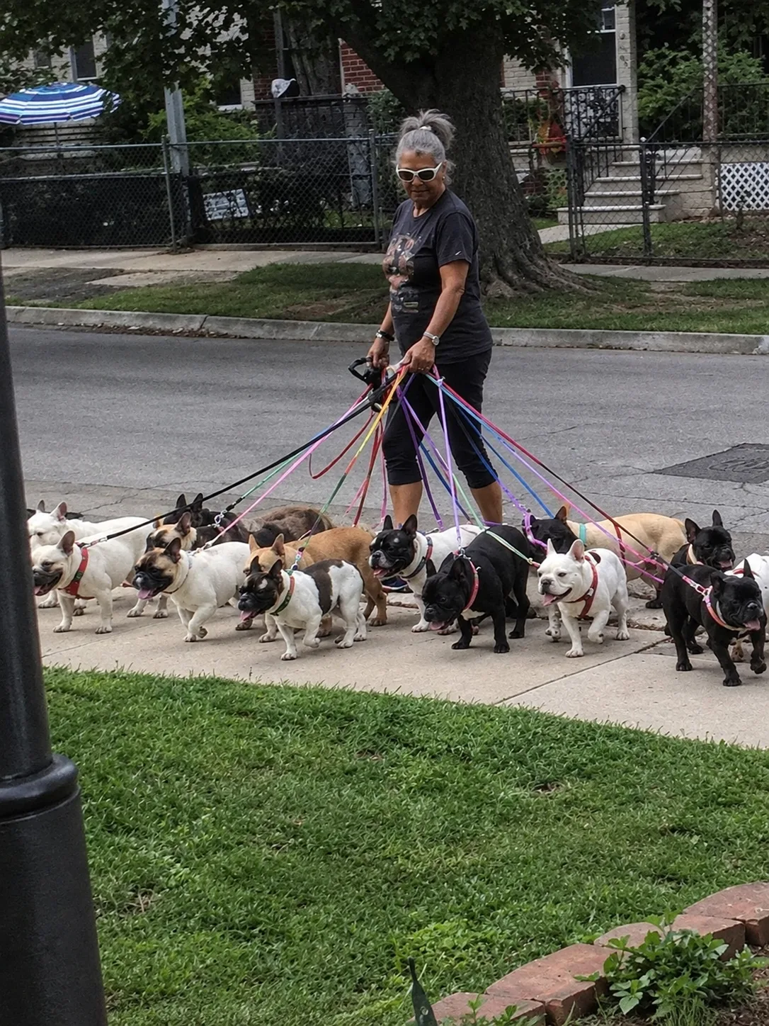 My Neighbor Expected Me to Clean Up After Her Dogs — She Didn't Count on One Thing I'd Been Doing Quietly for Weeks