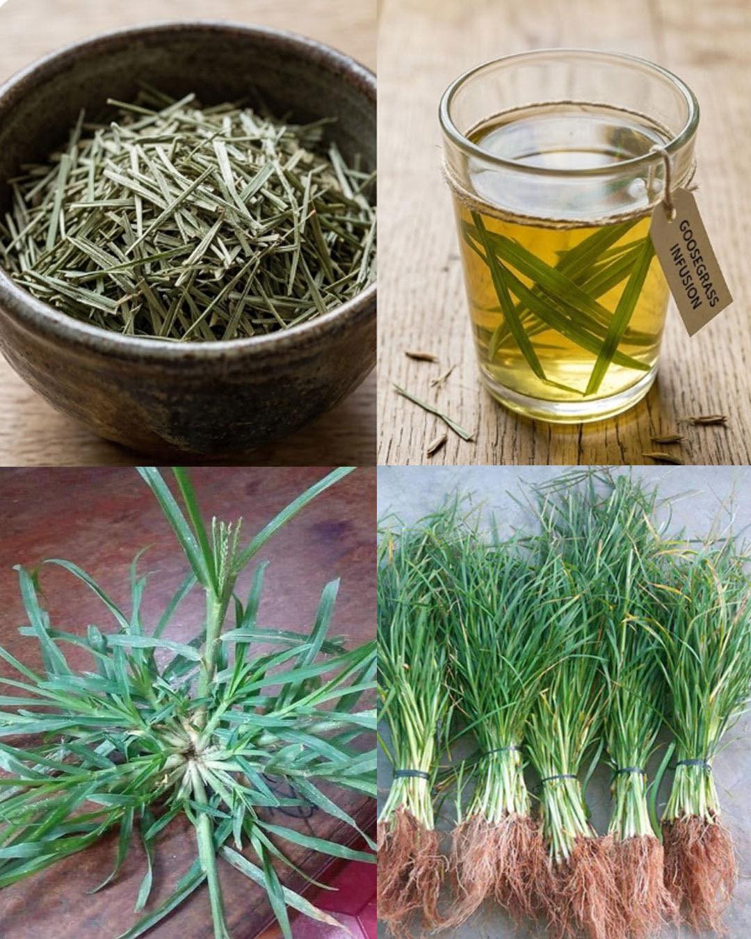 25 Incredible Health Benefits of Goosegrass   sn