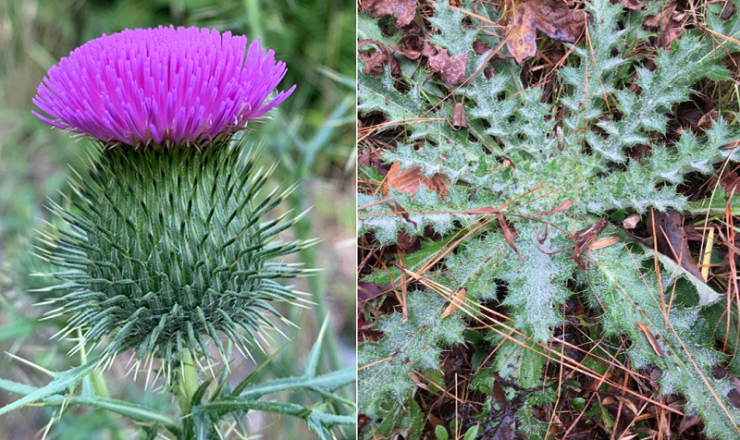 Bull Thistle Root Benefits: Uses, Healing Properties, and How to Prepare It S