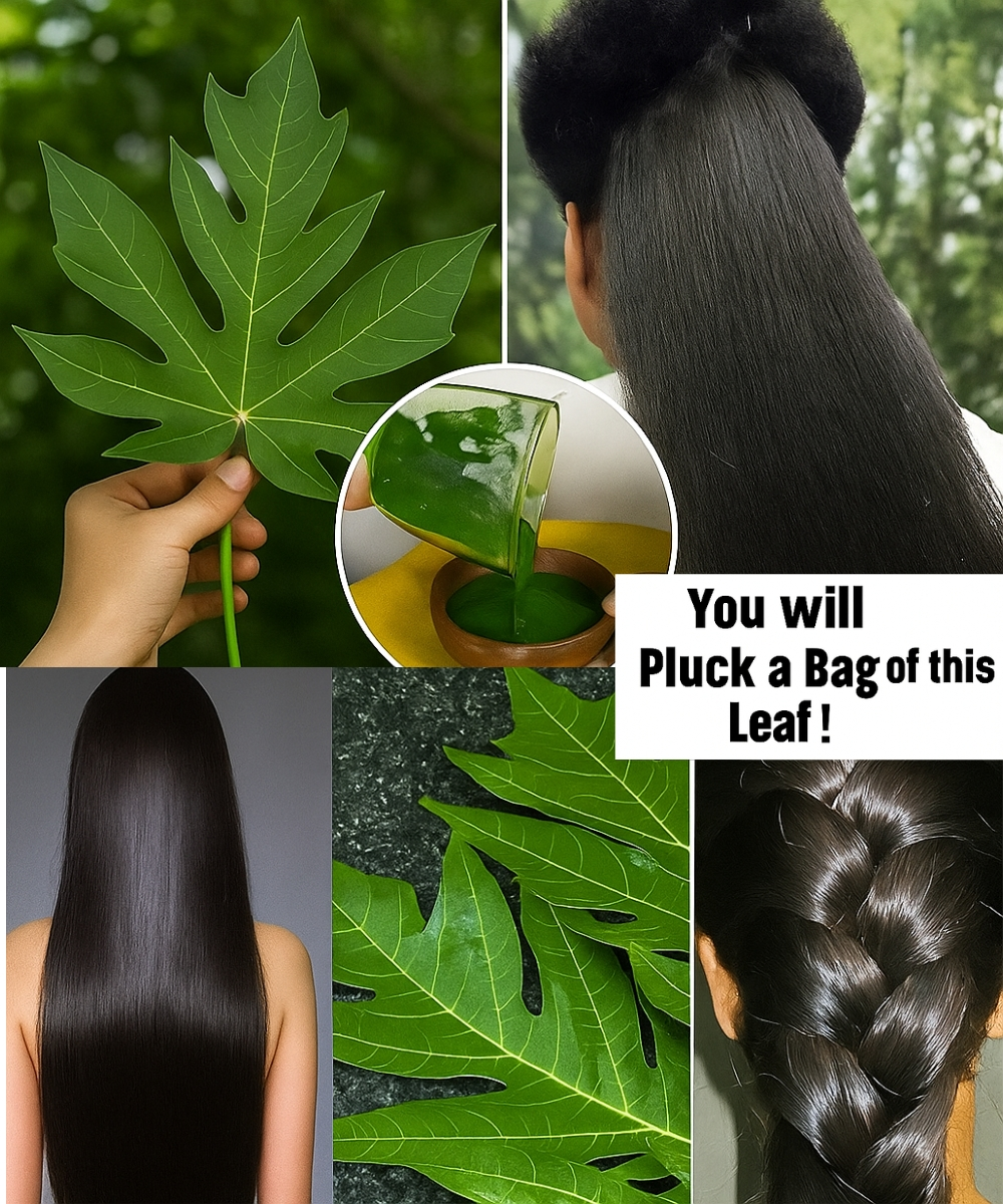 Can Papaya Leaves Turn Gray Hair Black Naturally? Unlock Nature’s Secret to Vibrant Hair! news
