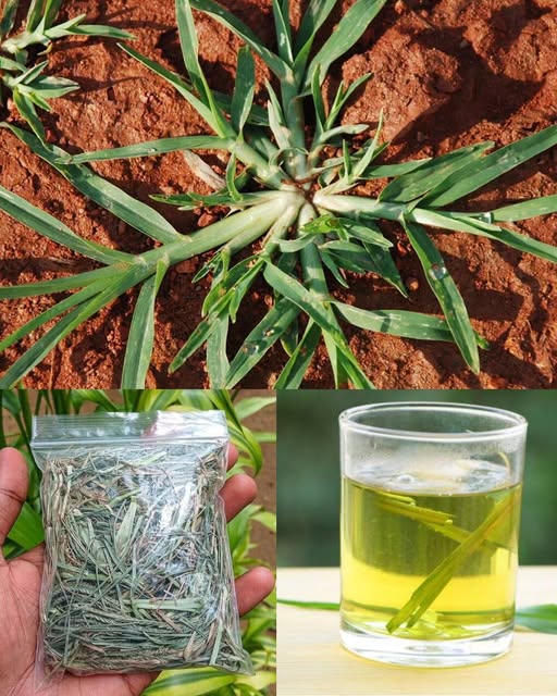 Goosegrass: Health Benefits and Uses