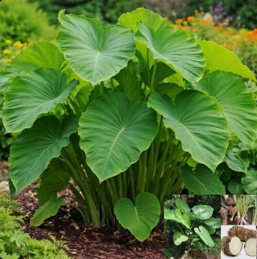 A Village With Strikingly Low Cancer Rates — And Their Secret Isn’t Expensive Supplements