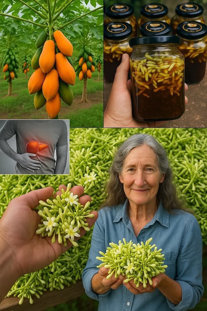 12 Amazing Health Benefits of Papaya Flowers: A Jar of Papaya Flowers in Honey Can Help Your Whole Family Anytime