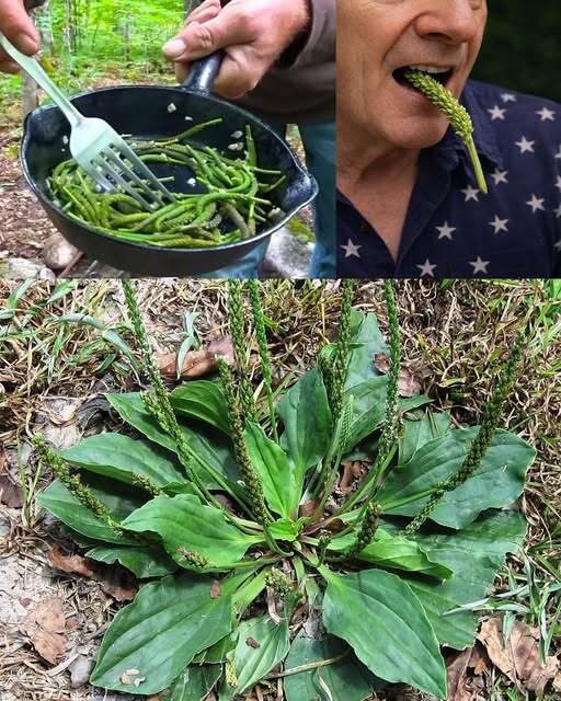 The Plant You See in the Picture Is One of the Most Miraculous Plants in the World