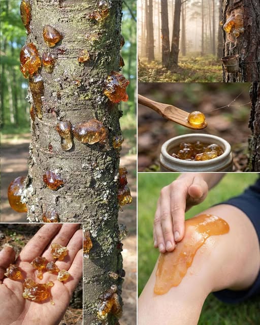 Natural Tree Resin: Top Benefits, and Traditional Uses