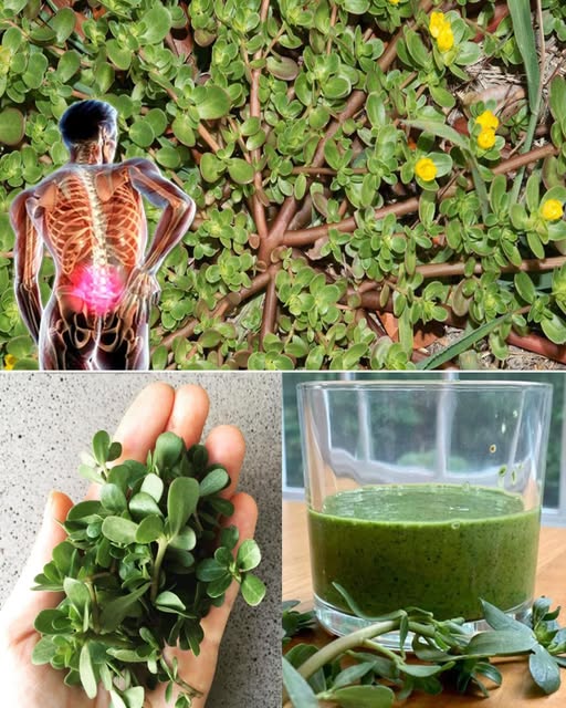 Purslane: A Nutrient-Rich Plant with Numerous Benefits