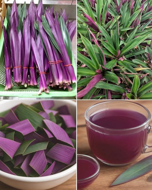 The Purple Maguey Plant — Benefits and Traditional Uses news