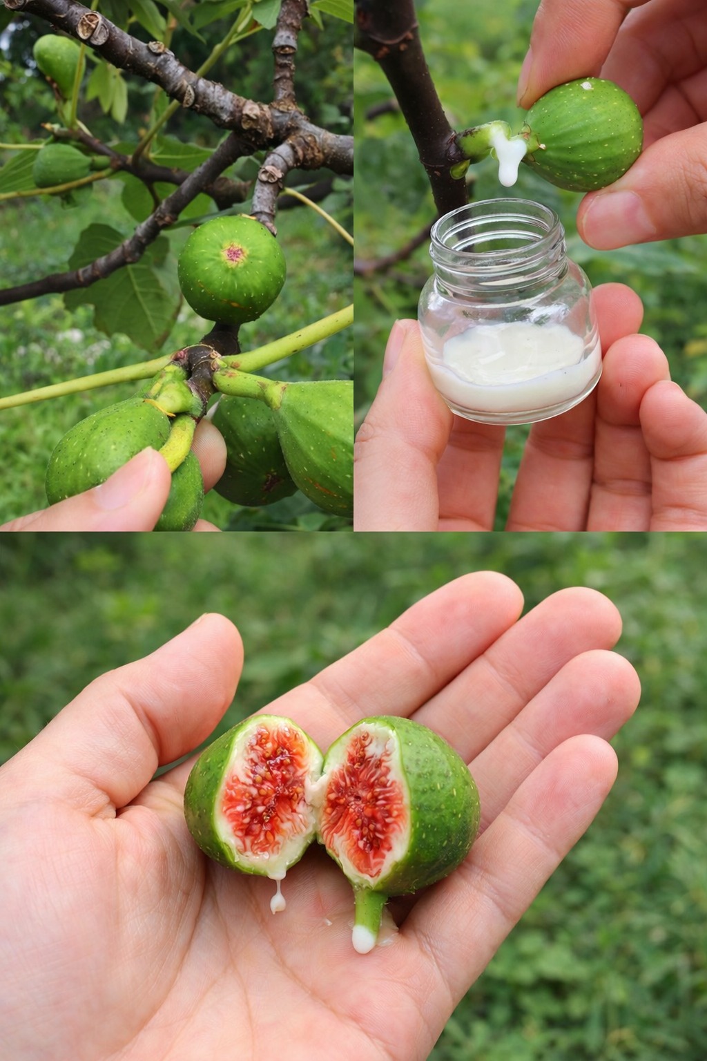 The Incredible Benefits of Fig Sap: Nature’s Hidden Elixir