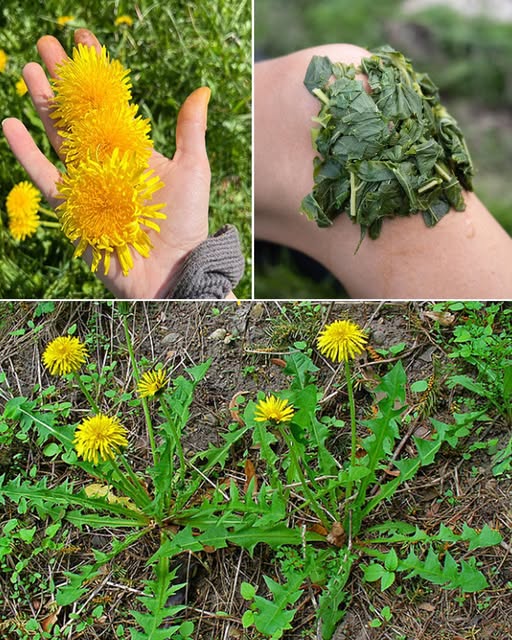 The plant you see in the picture is one of the most powerful plants in the world