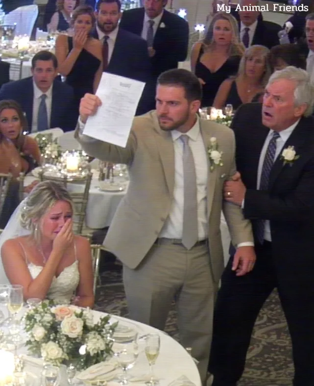 MY PARENTS SKIPPED MY WEDDING TO SEND MY SISTER TO BALI, LEAVING TWO EMPTY CHAIRS IN THE FRONT ROW. THEY THOUGHT THEY WERE TEACHING ME HUMILITY. BUT THAT NIGHT, IN FRONT OF 200 GUESTS, MY HUSBAND PULLED A LETTER FROM HIS POCKET AND READ THE WORDS MY FATHER NEVER WANTED ANYONE TO HEAR…