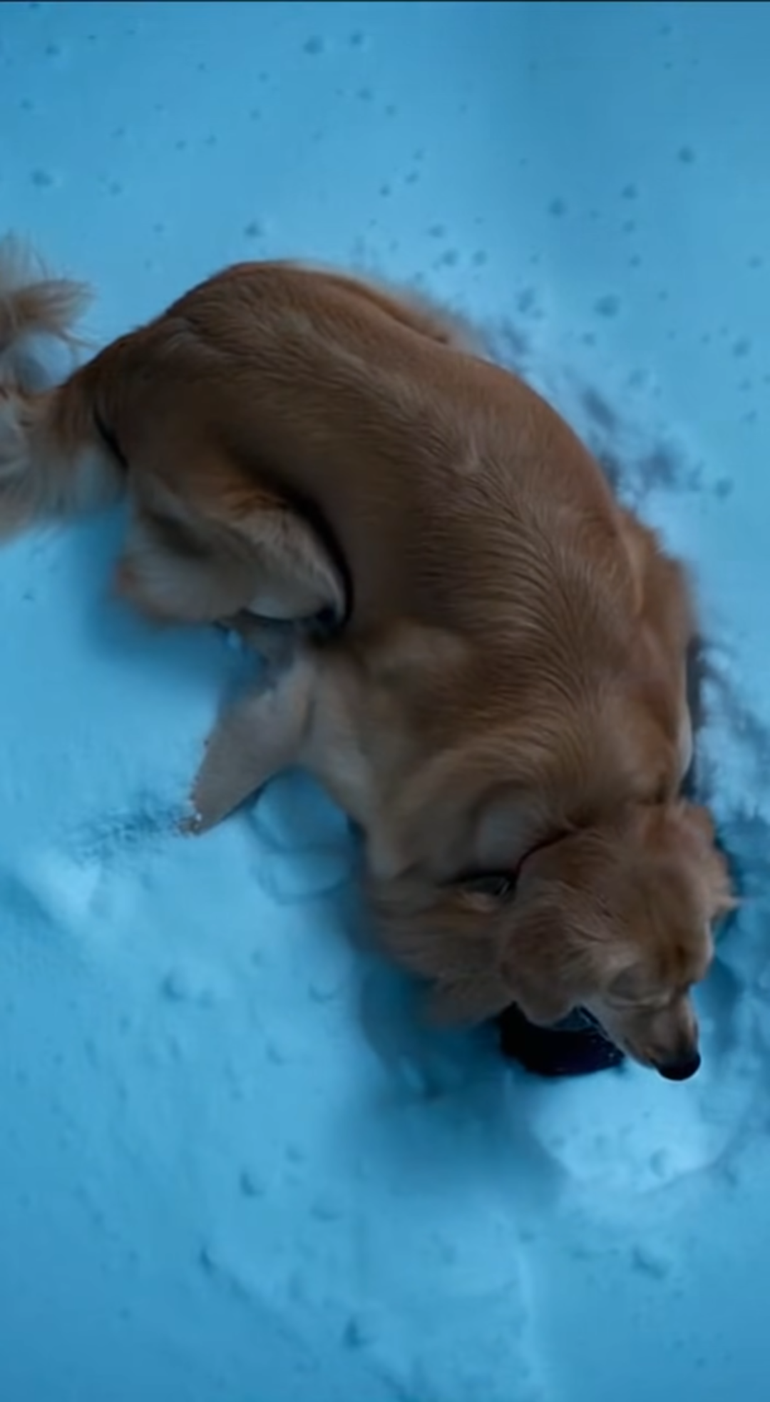 The Dog Who Became a Blanket