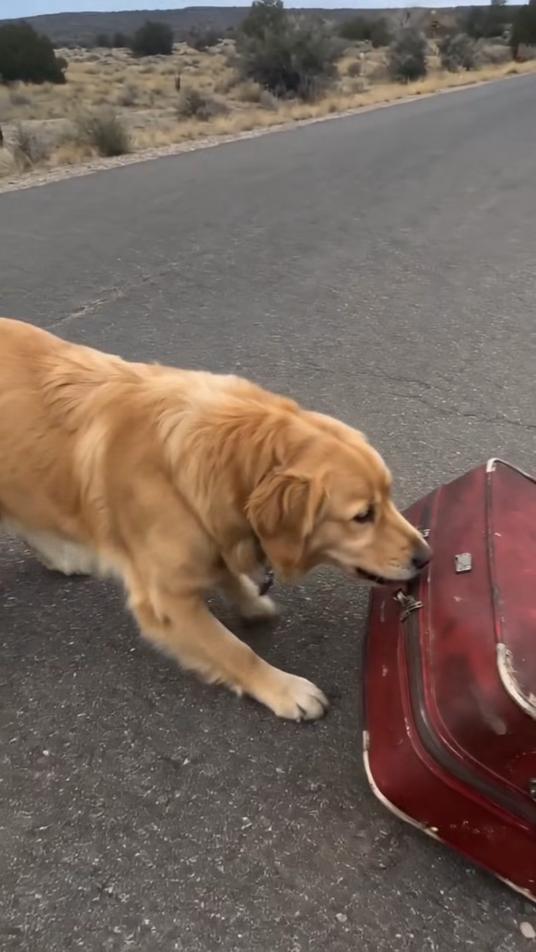 The Dog, The Suitcase, and the Promise That Saved Two Broken Souls