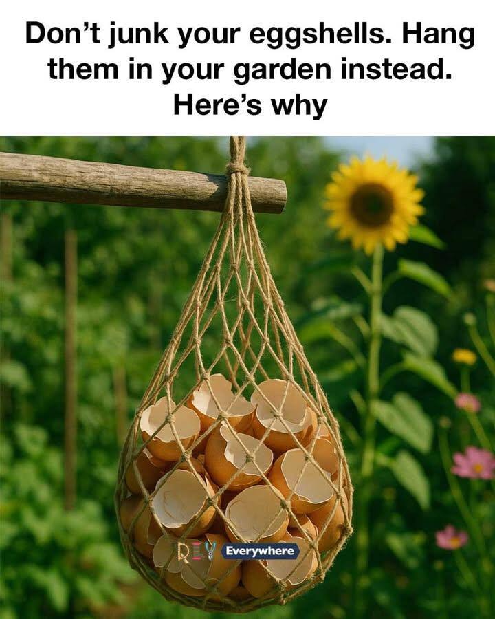 Don’t junk your eggshells. Hangs them in your garden instead. Here’s why