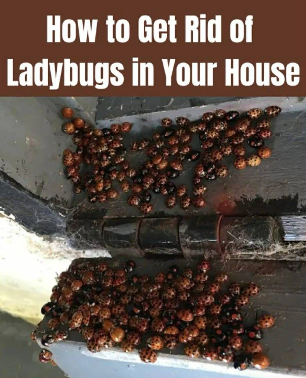 The Scents Will Help Keep Ladybug Out Of Your Home