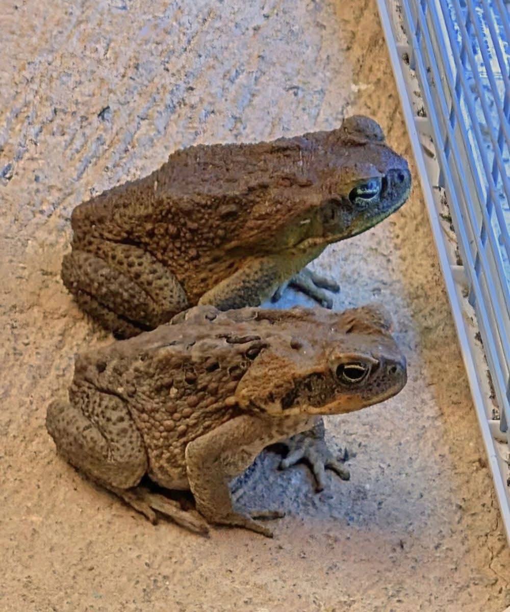 Why a Toad Might Appear in Your Home and What It Could Mean