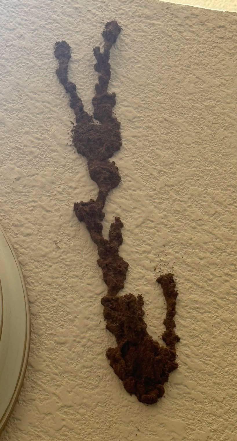 Thousands of Dollars in Damage Hiding Behind This Innocent-Looking Wall