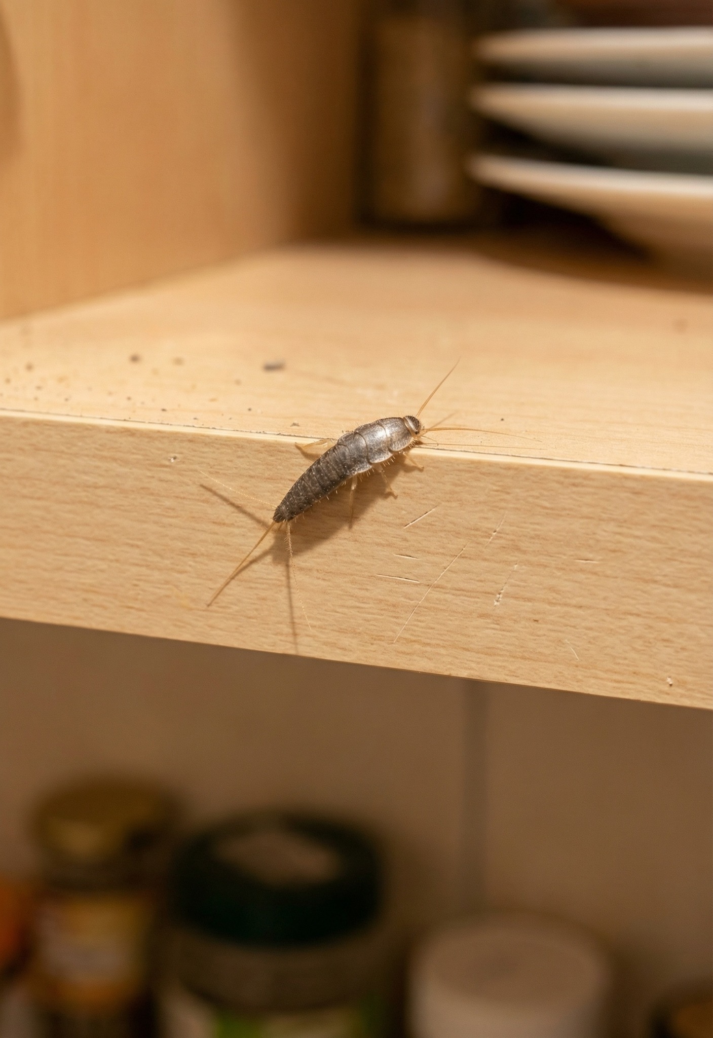 If You Find This Insect in Your Home, Here’s What It Mean