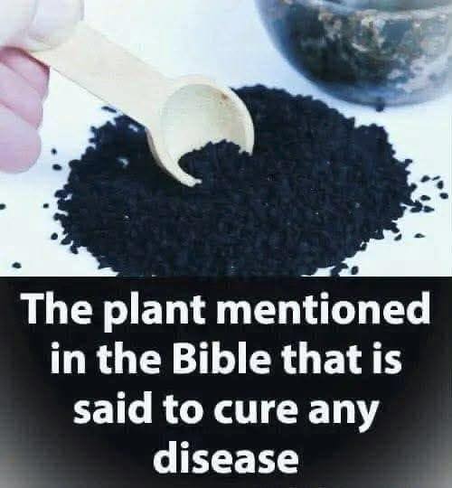 Plant in the Bibles Said to Heal All Ailments