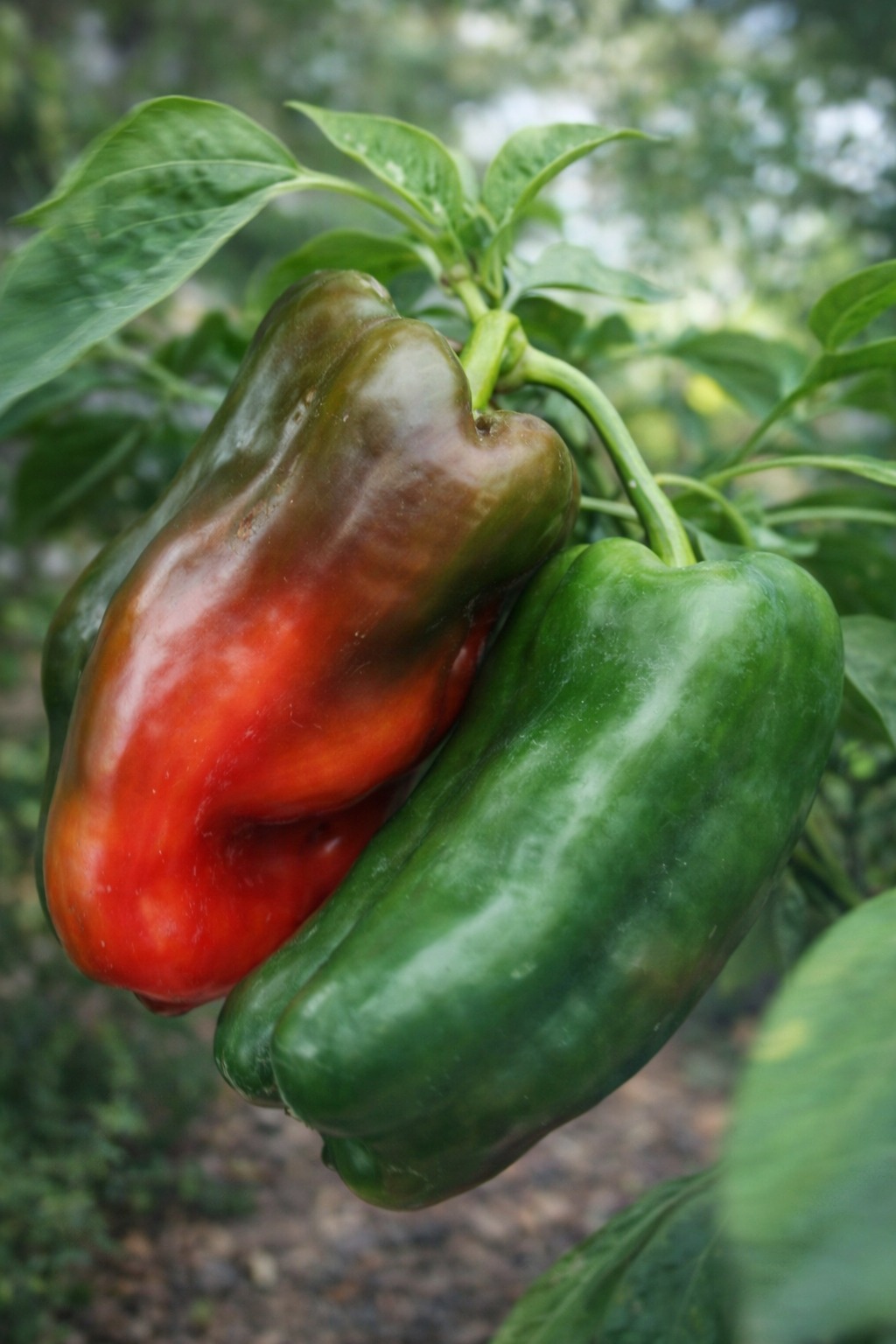 Benefits and Contraindications of Eating Peppers
