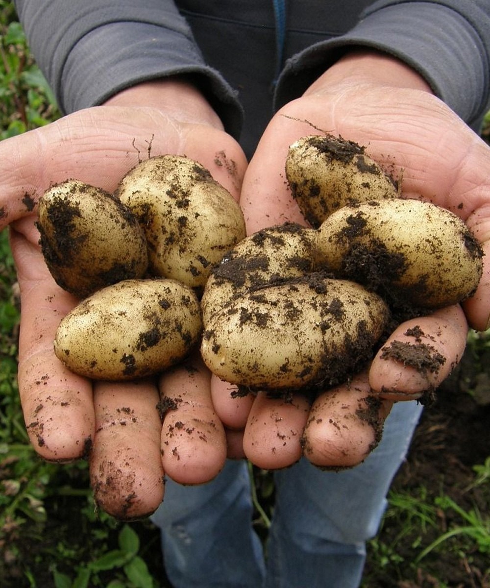 Doctors reveal that eating potatoes causes!!!