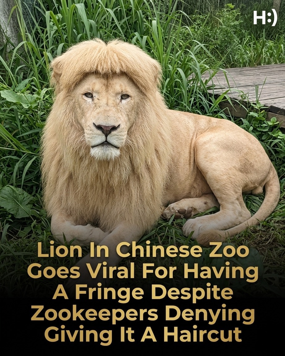 Lion With A “Fringe” Goes Viral At Chinese Zoo 😂💇 As Visitors Question Its Unusual Haircut While Zookeepers Deny Any Styling, Sparking Online Debate And Amusement Over The Animal’s Unique Look That Makes It Seem Like It Just Walked Out Of A Barber Shop