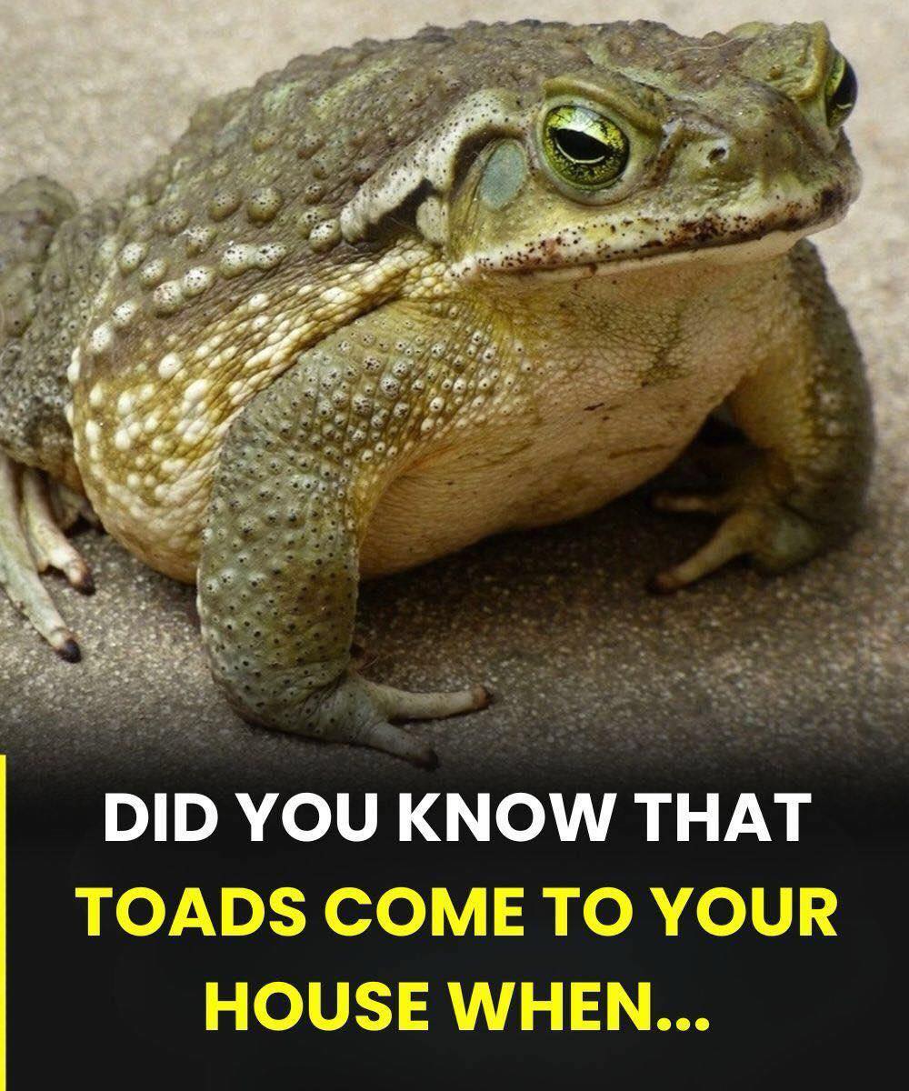 Why a Toad Appears in Your Home and What Its Presence May Gently Suggest