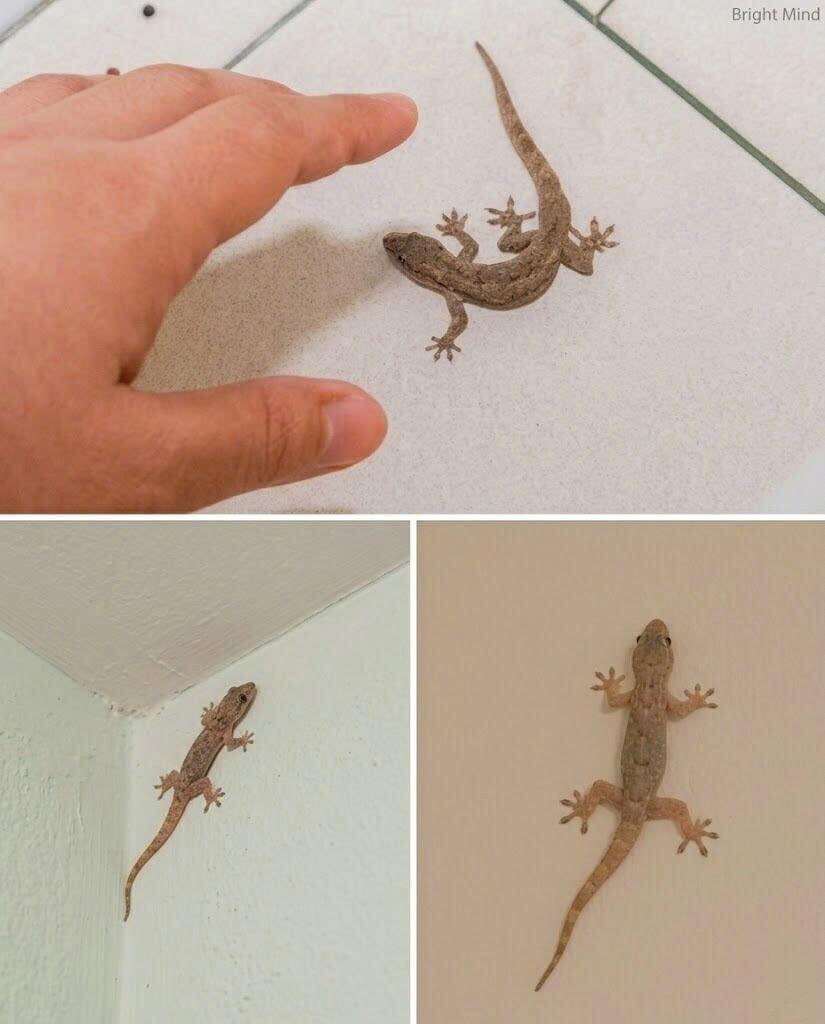 What Does a Lizard Squeaking in the House Mean?
