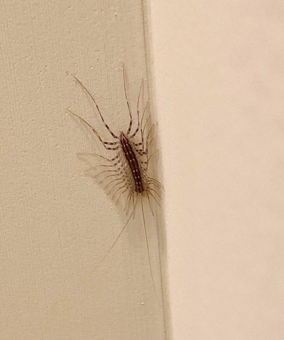 Never k*ll a house centipede again. Here’s why…