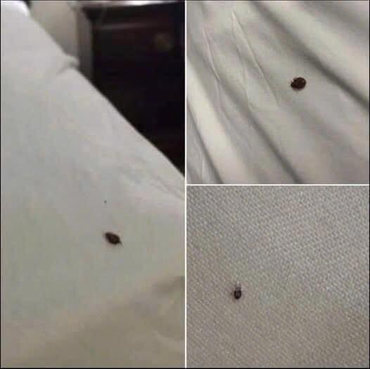 If you find ticks inside your home, here’s what you should know