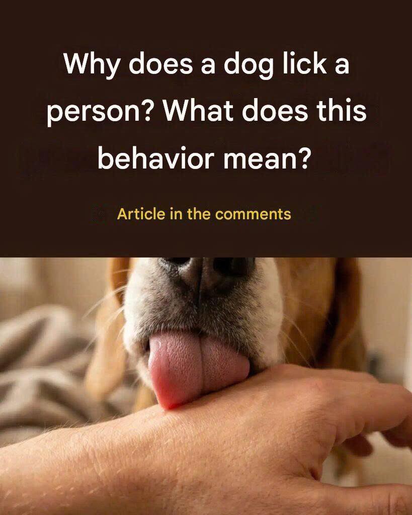If your cat licks you all the time, here’s the reason