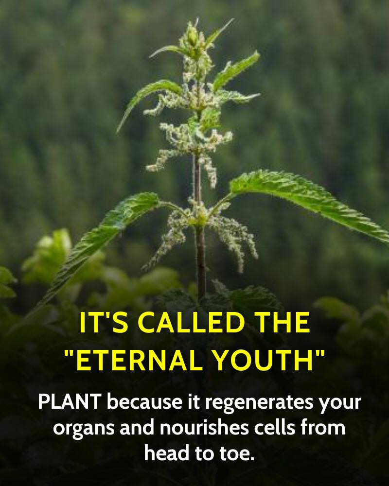 The Tea of Youth: Regenerates and Nourishes Your Cells From Head to Toe