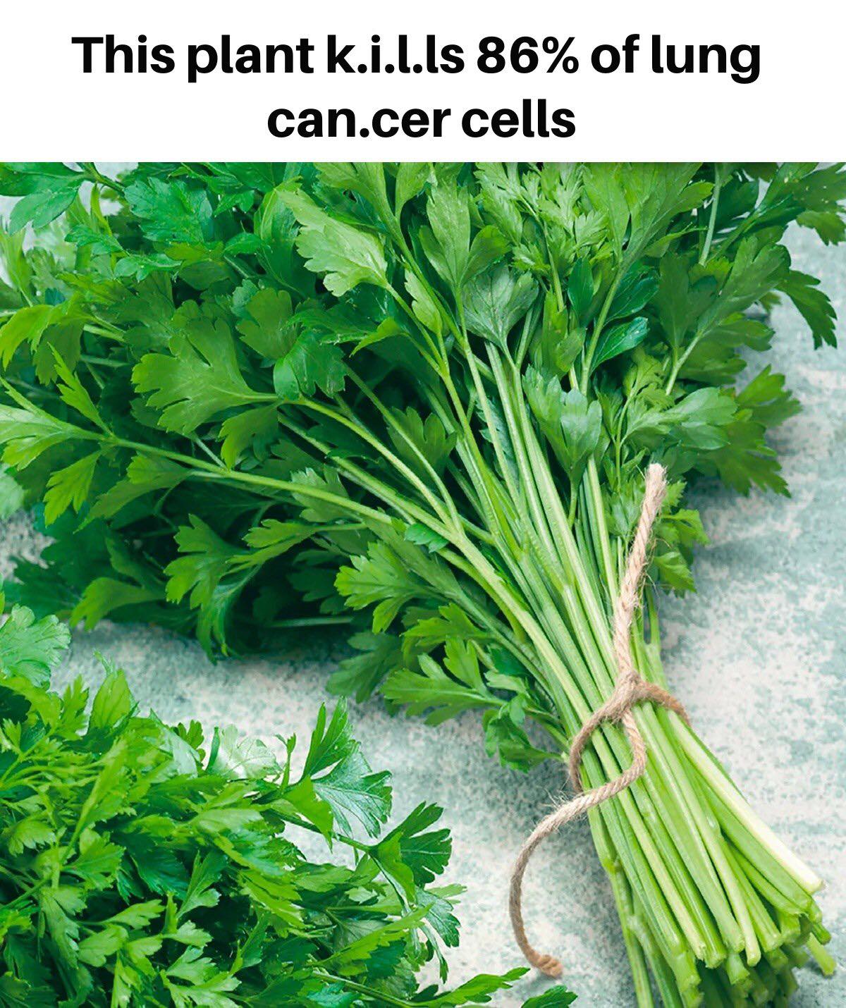 This plant k.i.l.ls 86% of lung can.cer cells