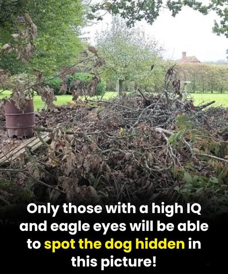 Can you spot the hidden dog? Only people with eagle eyesight can!